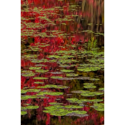 NY, Adirondacks Lily pads and fall reflections